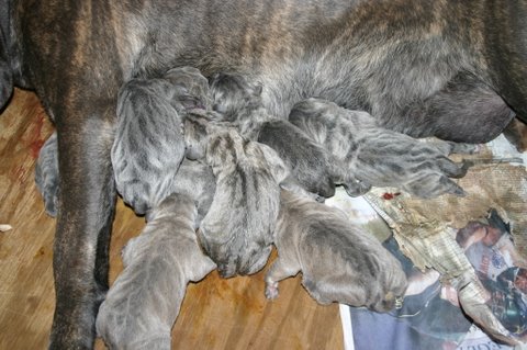 Ickis and his litter mates day 1